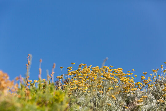 Fleurs d'h&eacute;lichryse jaunes en massif, ciel bleu en arri&egrave;re-plan