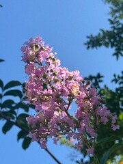 Pink Crape Myrtle in Partial Sun