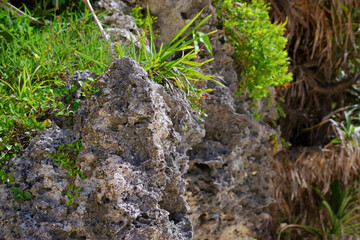 沖縄の海岸線に広がる亜熱帯植物と岩肌