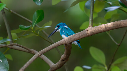 Small blue Kingfisher on a branch
