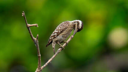 bird of prey