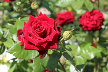 The beautiful blooming rose buds in my garden bring joy to summer days