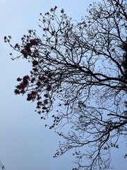 Árvore sem folhas, apenas flores