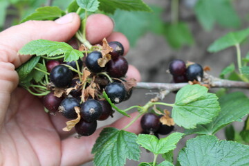blackcurrant grown in our own garden ecologically clean natural healthy