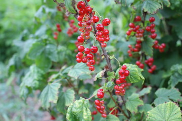 Red currant is a healthy and tasty berry that can bring significant health benefits. due to its...