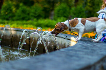 Beautiful dog drinks from the fountain.
