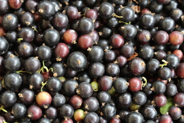 Blackcurrant is a very healthy berry that is recommended to be included in your diet to maintain health and prevent various diseases
