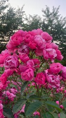 pink rose bush
