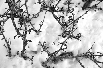 branches of a tree in the snow