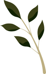 green leaf isolated on white background