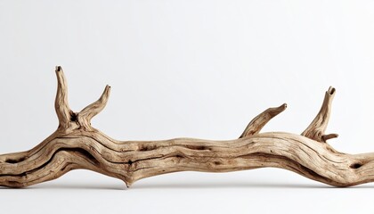 Large weathered driftwood branch isolated on white background Detailed texture of aged wood
