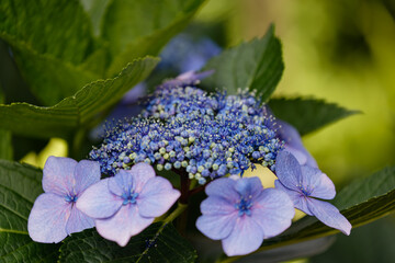 梅雨を喜ぶ紫陽花02