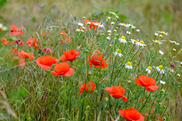 red poppy flower bloom in summer. beautiful meadow somewhere in ukrainian countryside. outdoor...