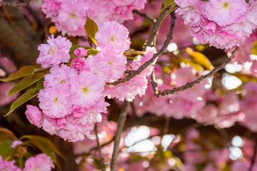 fragrant blossom of sakura in spring. pink nature background. japanese plant adapted for ukraine...
