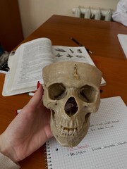 skull and book