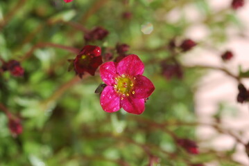 Red Saxifraga arendsii, popular rock garden plant.Alpine saxifrage.
Saxifraga arendsii is native to...