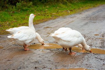 white geese on the road. domestic avian fauna on rural street. sustainable farmland with puddle and dirt