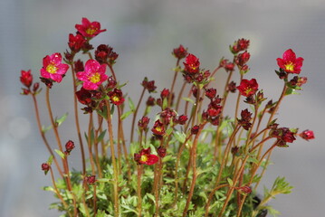 Red Saxifraga arendsii, popular rock garden plant.Alpine saxifrage.
Saxifraga arendsii is native to...