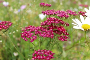 colorful meadow flowers in summer, natural floral background