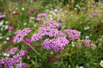 colorful wildflowers on a blurred background