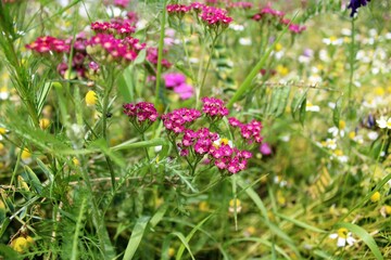 colorful meadow flowers in summer, natural floral background