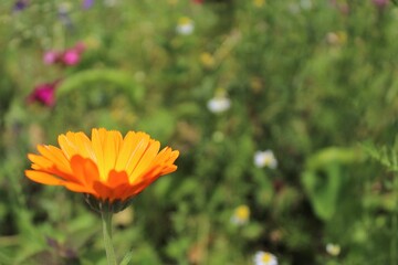 summer flowers in the meadow
