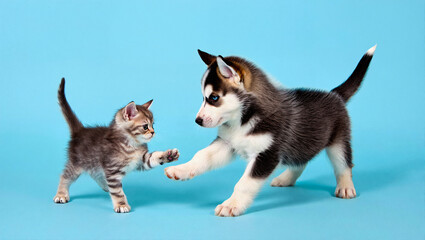 A playful Siberian Husky puppy with blue eyes gently interacts with a tiny tabby kitten. Depicting a heartwarming first encounter and unlikely animal friendship on a blue background.