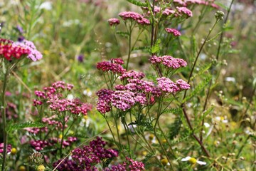 summer flowers in the meadow