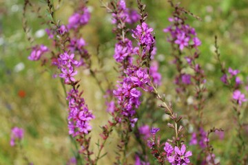 Obraz premium Natural floral background, wild meadow with colorful wildflowers in summer