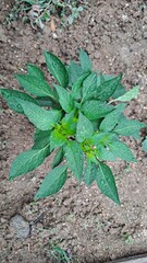 Young Chili Pepper Plant with Dew Drops Growing in Soil Garden