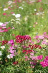 Natural floral background, wild meadow with colorful wildflowers in summer