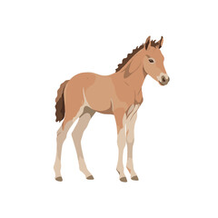 Obraz premium Adorable Light Brown Foal in Profile View.
