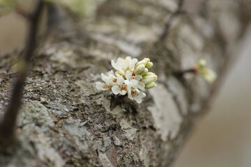 幹から咲く白梅の花