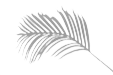 palm tree leaves shadow isolated on transparent background,Summer sunlight and shadow overlay effect,shadow for photo interior backdrop mockup,realistic shadow overlay effects