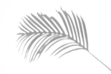 palm tree leaves shadow isolated on transparent background,Summer sunlight and shadow overlay effect,shadow for photo interior backdrop mockup,realistic shadow overlay effects