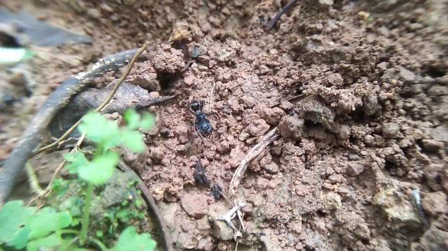 a bullet ant, on a hunting trip