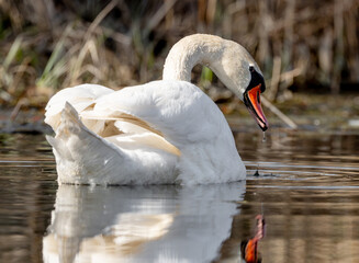 Mute Swan Bird In A Forest Lake