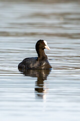 Eurasian Coot Bird In A Forest Lake