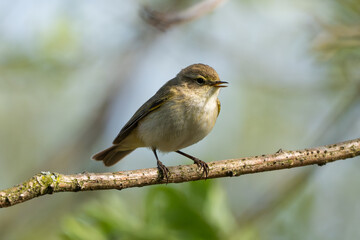 Common Chiffchaff Sitting On Tree Branch Against A Blurred Background