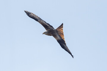 Red Kite Bird In Flight Wildlife Photography