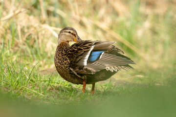 Wildlife Photograph Of A Mallard Bird Cleaning Its Feathers