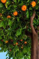 Orange Tree Filled With Ripe Fruit in a Sunny Orchard During the Peak of Summer