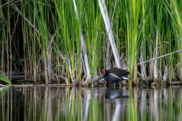Active Male Eurasian Moorhen Searches For Food In The Reeds