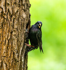 European Starling Feeds Chicks In A Tree Hollow