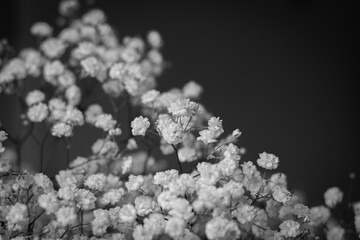 Close-Up of Baby’s Breath Flower Buds in Soft Focus Vase Arrangement, Gypsophila paniculata,...