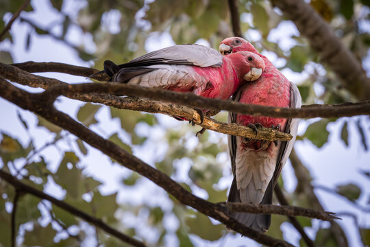 Pair of galahs huddled together on tree branch