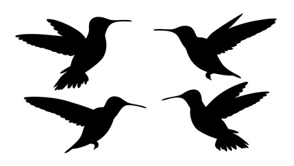 humming bird silhouette vector illustration on tranparent background