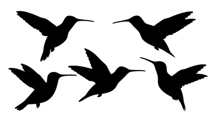 humming bird silhouette vector illustration on tranparent background