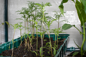 Tender marigold seedlings reach skyward in a recycled tray, invoking Earth Day's rebirth and...