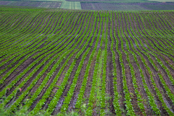 Verdant emerald waves of a sprawling potato field, echoing rural tranquility, perfect for Earth Day...